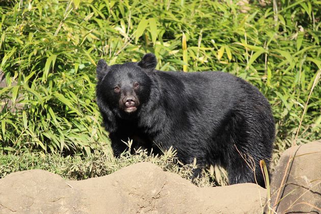 今年は4年に1度の出没多発年 クマに襲われたときはどうしたらいいのか ハフポスト