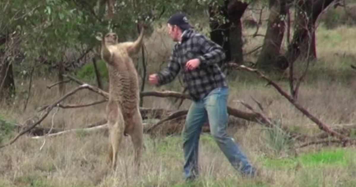 俺のパンチを受けてみろ 巨大カンガルーに男は立ち向かった しかし 動画 ハフポスト