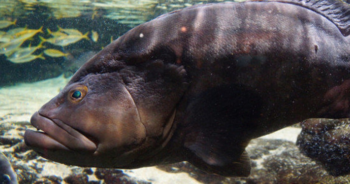 歯磨きお願いね 飼育員におねだりする巨大魚 名古屋港水族館で密かな人気 動画 ハフポスト