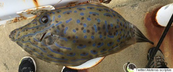 歯磨きお願いね 飼育員におねだりする巨大魚 名古屋港水族館で密かな人気 動画 ハフポスト