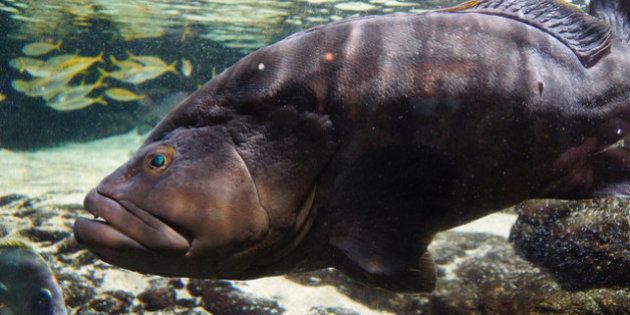 歯磨きお願いね 飼育員におねだりする巨大魚 名古屋港水族館で密かな人気 動画 ハフポスト News