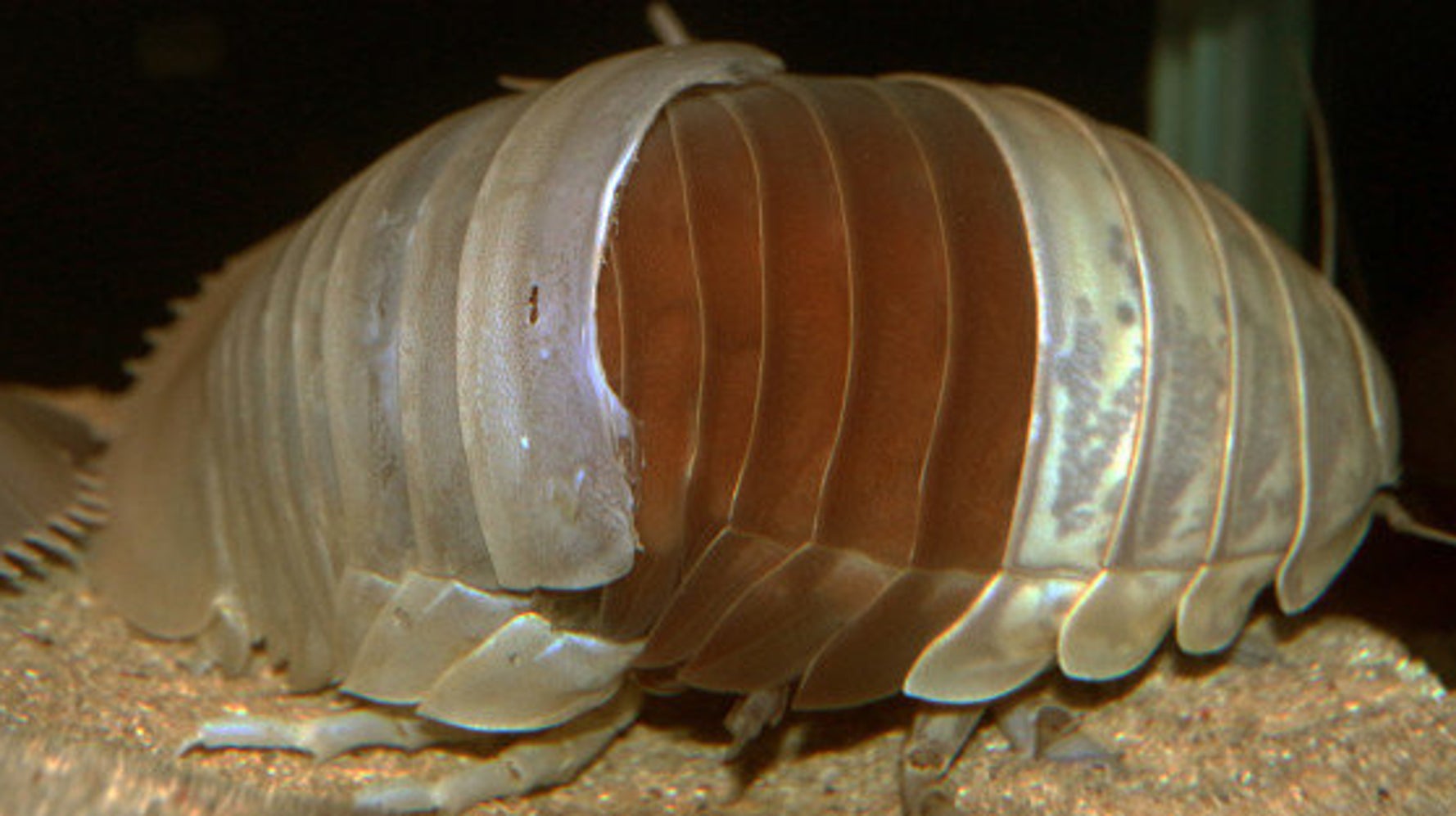これがダイオウグソクムシの脱皮だ 鳥羽水族館が国内で初めて撮影に成功 ハフポスト News