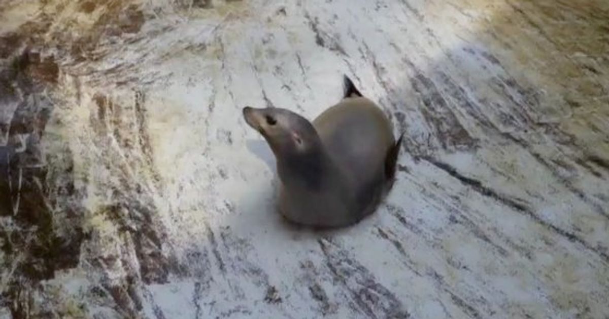 お腹でスィースィー 桂浜水族館のおばあちゃんアシカがtwitterで大人気 動画 ハフポスト