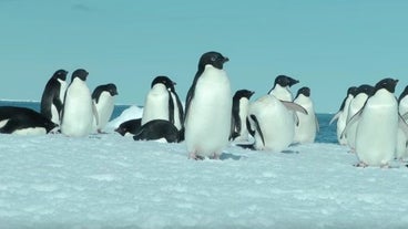 Pengin