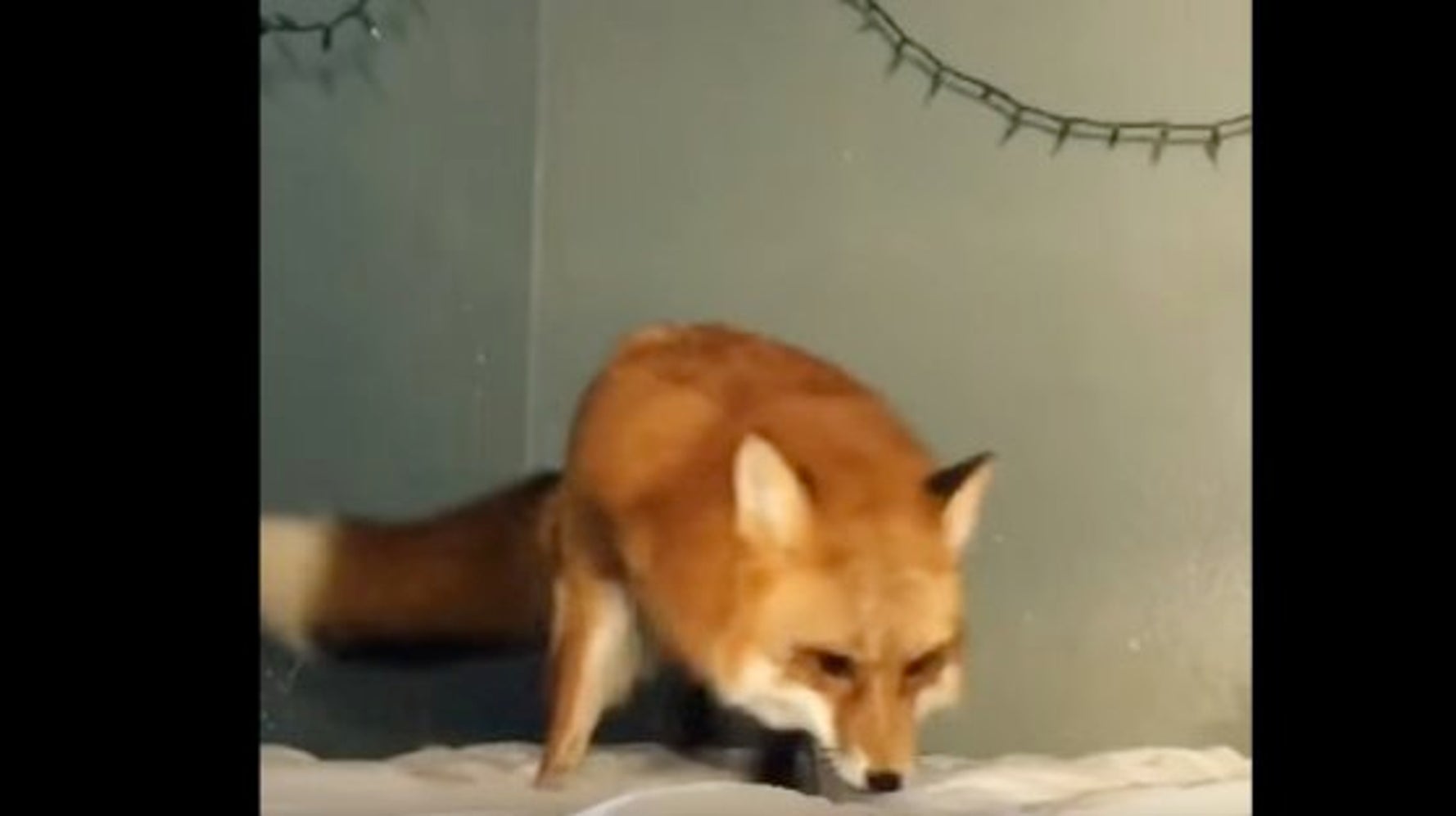 雪だ ピョーン あれ シーツを雪原と勘違いしたキツネが可愛すぎる ハフポスト News