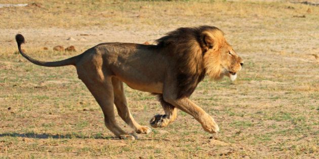 ジンバブエのライオン セシル 殺害は正当化される 狩猟許可料は貴重な収入源 ハフポスト News
