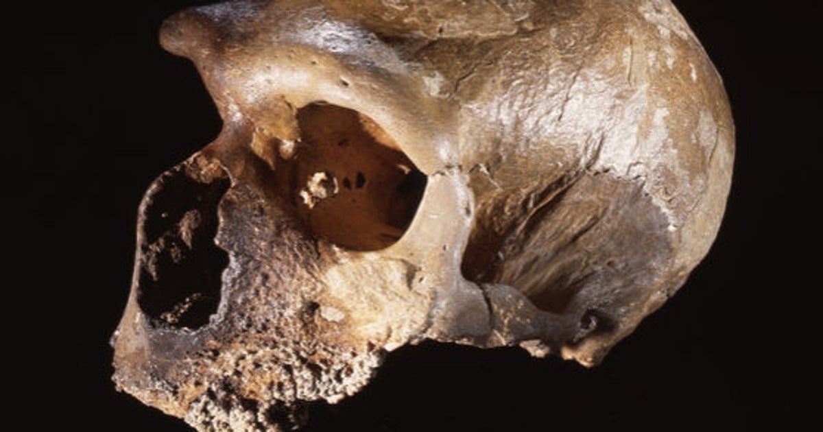ネアンデルタール人が絶滅した理由 病気でも気候変動でもなく 研究結果 ハフポスト ネアンデルタール人が絶滅した理由 病気でも気候変動でもなく 研究結果 ハフポスト
