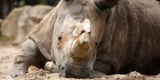 Nabire, the 27-year-old northern white rhino sits in her enclosure at the zoo in Dvur Kralove, Czech Republic, Friday, July 8, 2011. Another female northern white, Nesari, died in Dvur Kralove in her sleep May 26, 2011, at the age 39, further reducing the world's dwindling population of the critically endangered animal. (AP Photo/Petr David Josek)