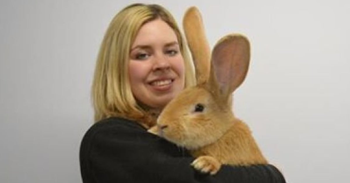 犬と同じくらい大きいウサギ 新しい家族を募集中 ハフポスト