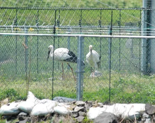 絶滅危惧種】市民の意識を変えた1羽の「くちばしの折れた