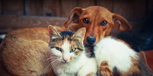 猫と犬 どっちが飼い主を愛している 科学的に調べたら 研究結果 ハフポスト