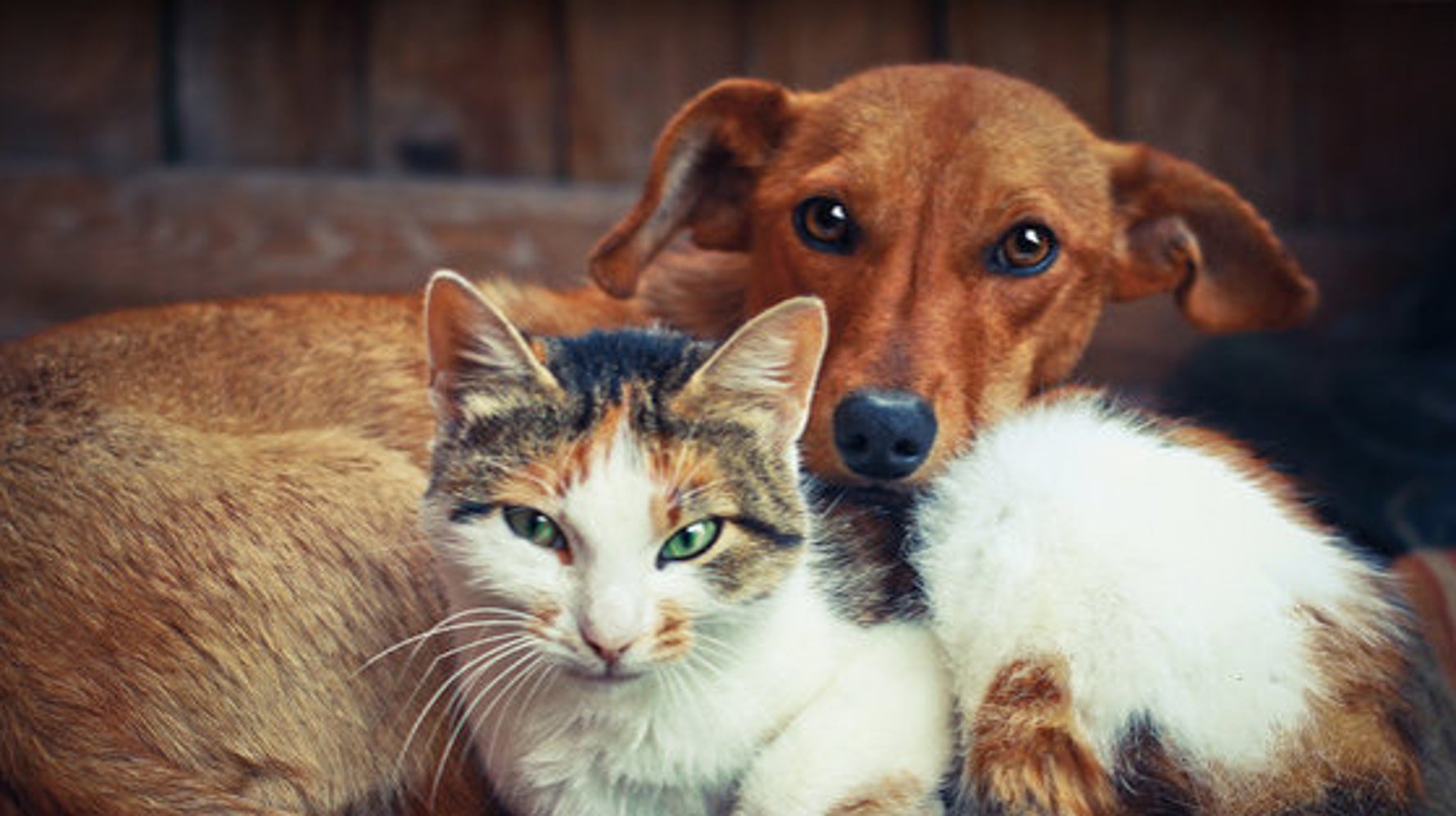 猫と犬 どっちが飼い主を愛している 科学的に調べたら 研究結果 ハフポスト News