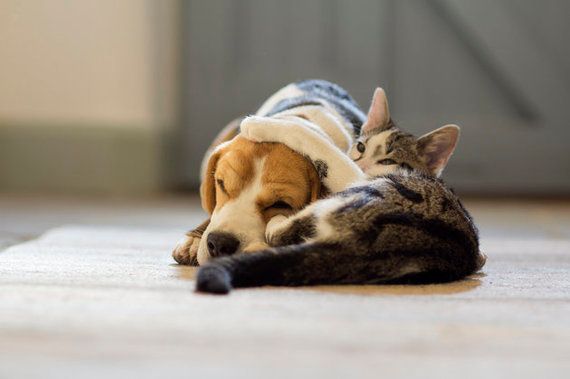 猫と犬 どっちが飼い主を愛している 科学的に調べたら 研究結果 ハフポスト