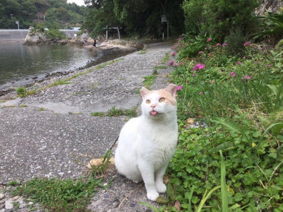 猪鼻湖の湖岸にいた猫