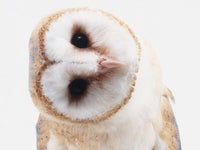 なんでフクロウはくるくる首を動かすの それはね ハフポスト