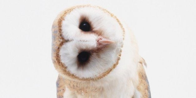 なんでフクロウはくるくる首を動かすの それはね ハフポスト