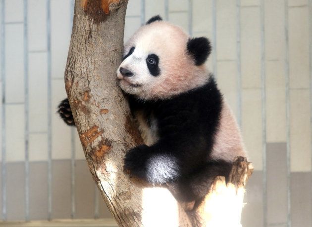 A baby panda Xiang Xiang