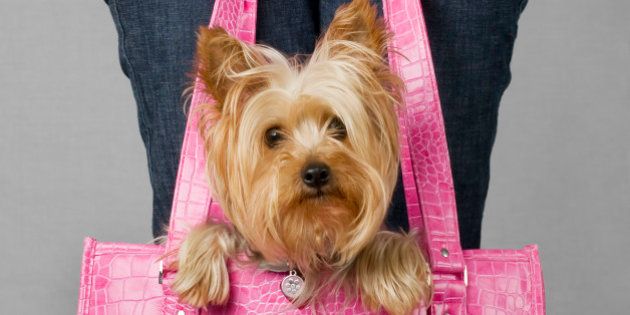 Silky terrier in dog carrier. Please see my portfolio for other dog and animal related images.