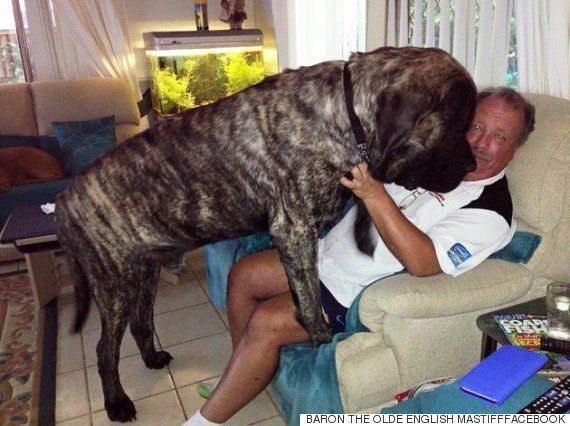この超巨大犬 実は子犬です 画像 ハフポスト