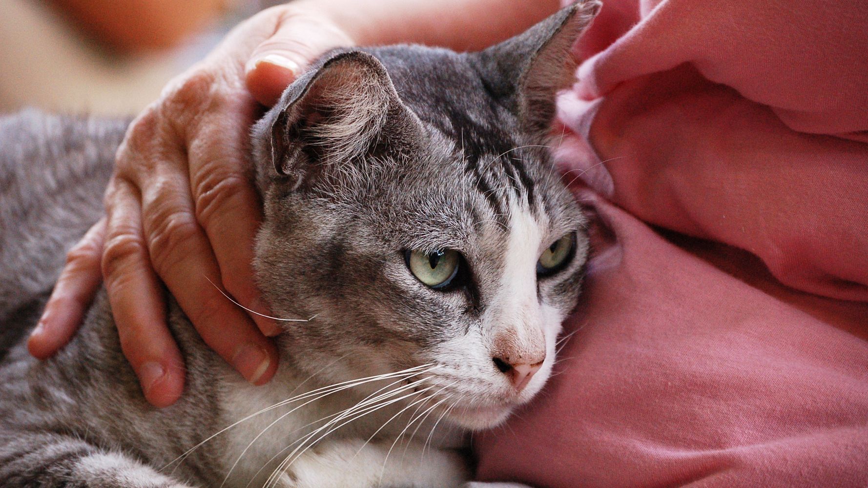 大阪地震 震度6弱の地震 もし避難になったら ペットの飼い主が知っておくべきこと ハフポスト