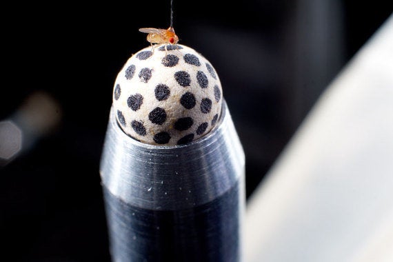 頭の向きを変えるニューロン ハフポスト