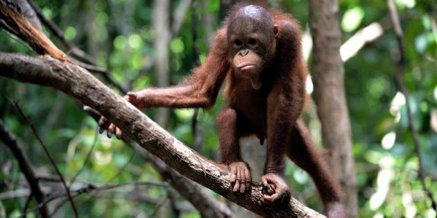 This picture taken on August 4, 2016 shows an orphan orangutan baby playing in a tree whilst attending 'jungle school' at the International Animal Rescue centre outside the city of Ketapang in West Kalimantan.Ignoring the shrieks of his rowdy, wrestling classmates, baby orangutan Otan practises swinging alone at his 'jungle school' on Borneo island, switching hands and hanging upside down as he builds confidence high above the forest floor. The three-year-old is learning to fend for himself since being found wandering a palm oil plantation, alone and suffering smoke inhalation, at the height of fires last year that razed huge swathes of rainforest in Indonesia's part of Borneo. / AFP / BAY ISMOYO / TO GO WITH AFP STORY: 'INDONESIA-CONSERVATION-ENVIRONMENT-ANIMAL-ORANGUTAN / FEATURE BY NICK PERRY (Photo credit should read BAY ISMOYO/AFP/Getty Images)