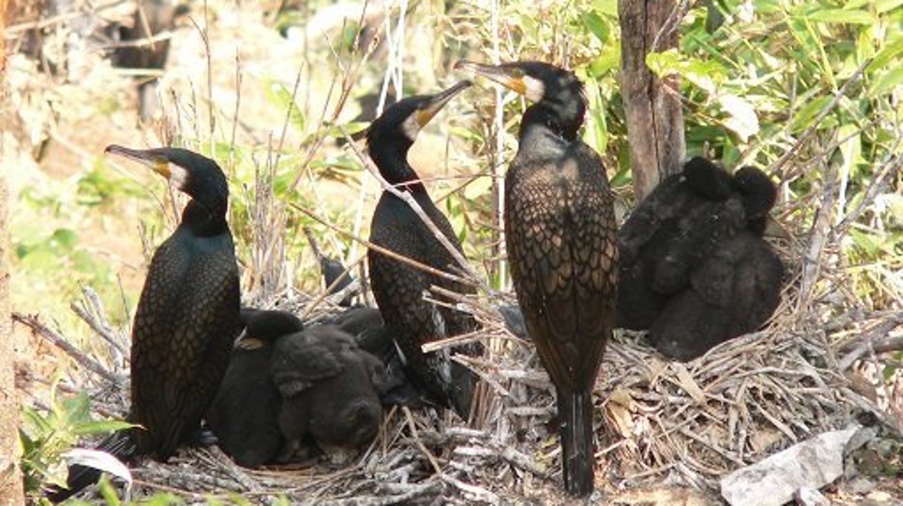 個体数調整によるカワウと人の共存 ハフポスト