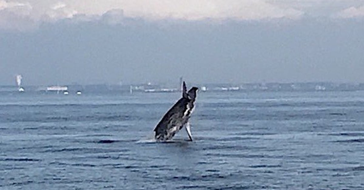 水しぶきを上げてジャンプ これが東京湾をさまようクジラだ 動画 ハフポスト