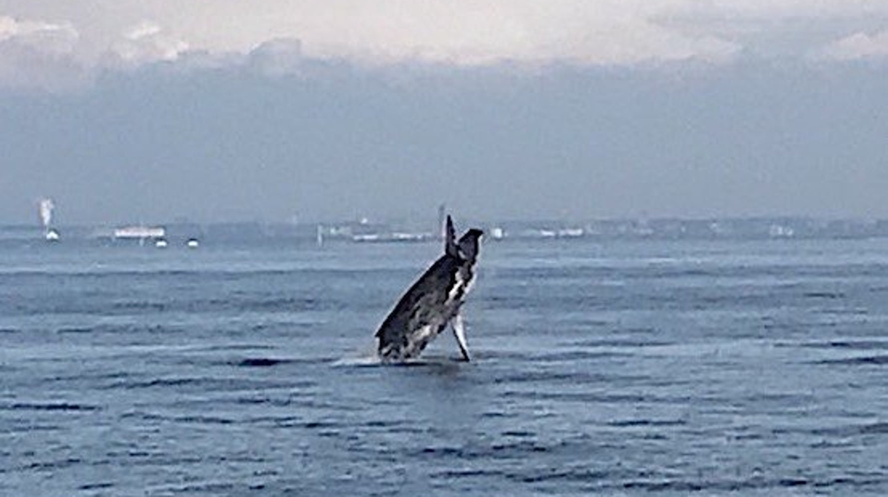 水しぶきを上げてジャンプ これが東京湾をさまようクジラだ 動画 ハフポスト 水しぶきを上げてジャンプ これが東京湾をさまようクジラだ 動画 ハフポスト