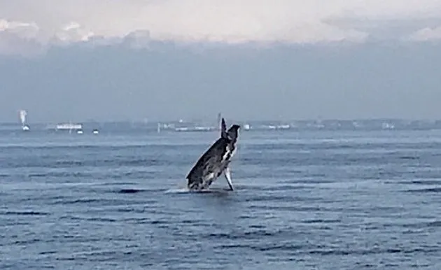 水しぶきを上げてジャンプ これが東京湾をさまようクジラだ 動画 ハフポスト News