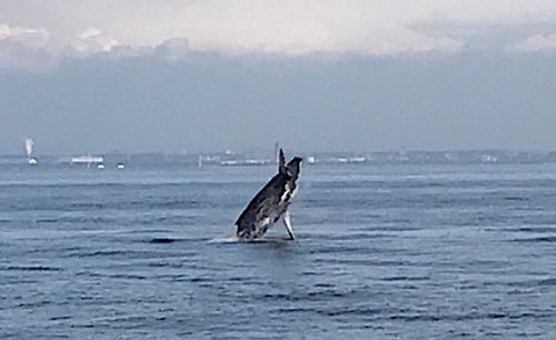 水しぶきを上げてジャンプ。これが東京湾をさまようクジラだ