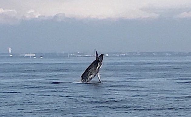 東京湾で出没しているクジラ