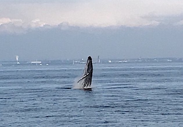 水しぶきを上げてジャンプ これが東京湾をさまようクジラだ 動画 ハフポスト