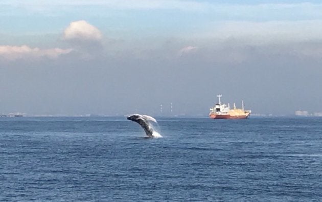 水しぶきを上げてジャンプ これが東京湾をさまようクジラだ 動画 ハフポスト