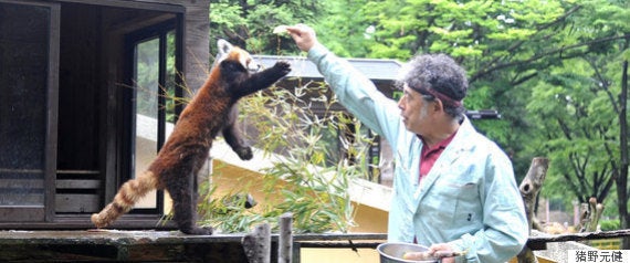 妖怪 ヌエ の正体はレッサーパンダ 古生物学者が大胆な仮説 ハフポスト