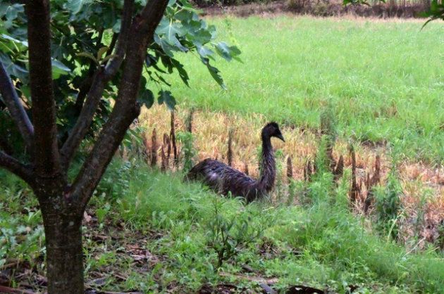 佐賀県神埼市内の農地で見つかったエミューとみられる生き物（読者提供）