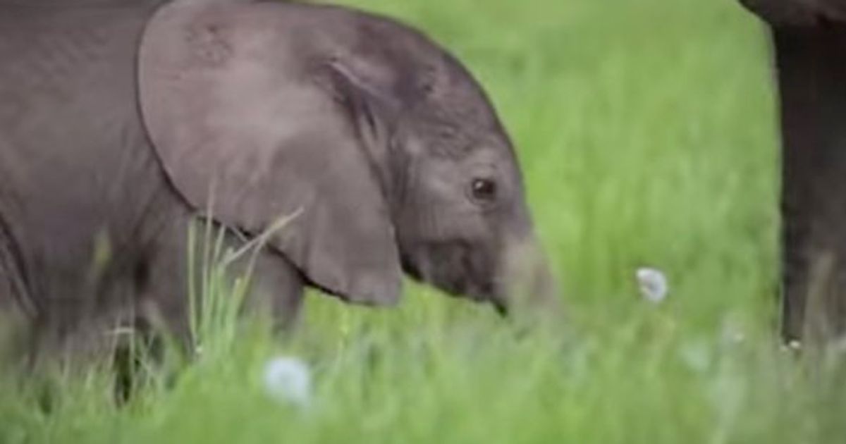 よちよち歩く可愛い 赤ちゃんゾウ を40秒間見てみましょう 動画 ハフポスト