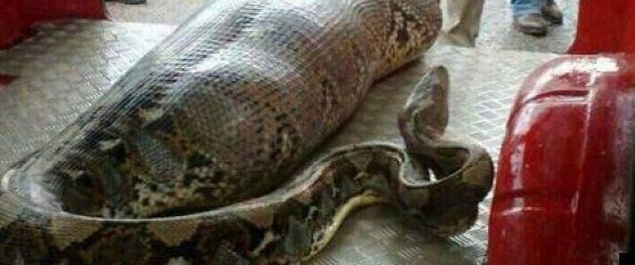 人間丸呑みする巨大ヘビを無許可で飼育、21歳男を逮捕「顔がかわいかった」