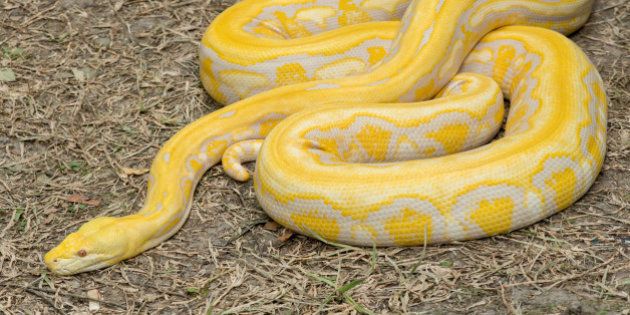 Gold Python,Reticulated python (Python reticulatus)