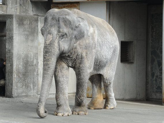 アジアゾウ はな子 の死から1年 絶えない献花 銅像やナンバープレートにする取り組みも ハフポスト