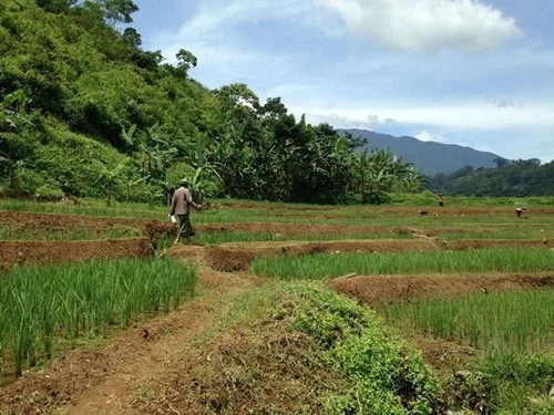インドネシアで日本米づくり 8月、「誇り」を持っていた日本人に想い