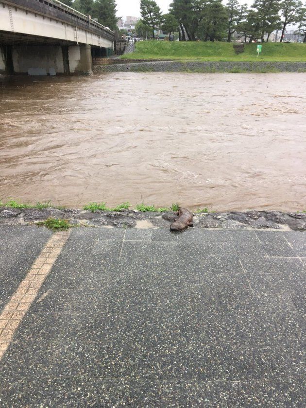 京都の鴨川にオオサンショウウオ 大雨による増水で流されてきたか 動画 ハフポスト