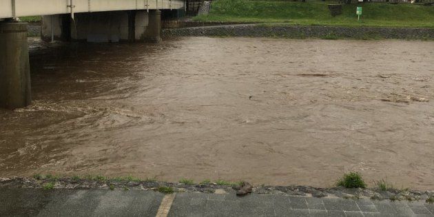 京都の鴨川にオオサンショウウオ 大雨による増水で流されてきたか 動画 ハフポスト