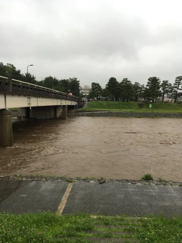 京都の鴨川にオオサンショウウオ 大雨による増水で流されてきたか 動画 ハフポスト