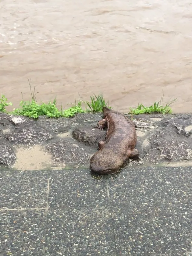 京都の鴨川にオオサンショウウオ 大雨による増水で流されてきたか 動画 ハフポスト