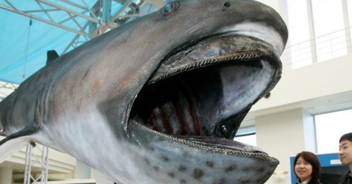 メガマウスの1 2トンの巨体 死後に海底から引き揚げ 生態の解明につなげたい ハフポスト メガマウスの1 2トンの巨体 死後に海底から引き揚げ 生態の解明につなげたい ハフポスト