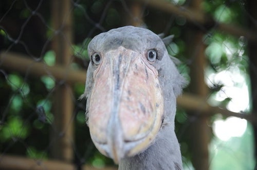 意外と動く」ハシビロコウの人気上昇中、上野動物園のグッズ販売は