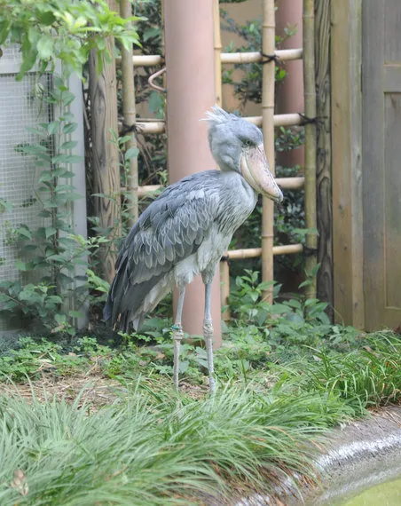 「意外と動く」ハシビロコウの人気上昇中、上野動物園のグッズ