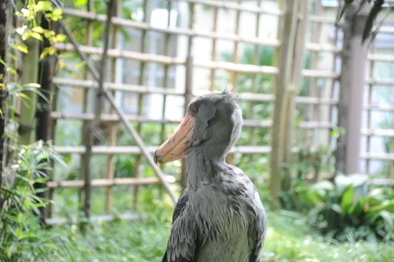 「意外と動く」ハシビロコウの人気上昇中、上野動物園のグッズ