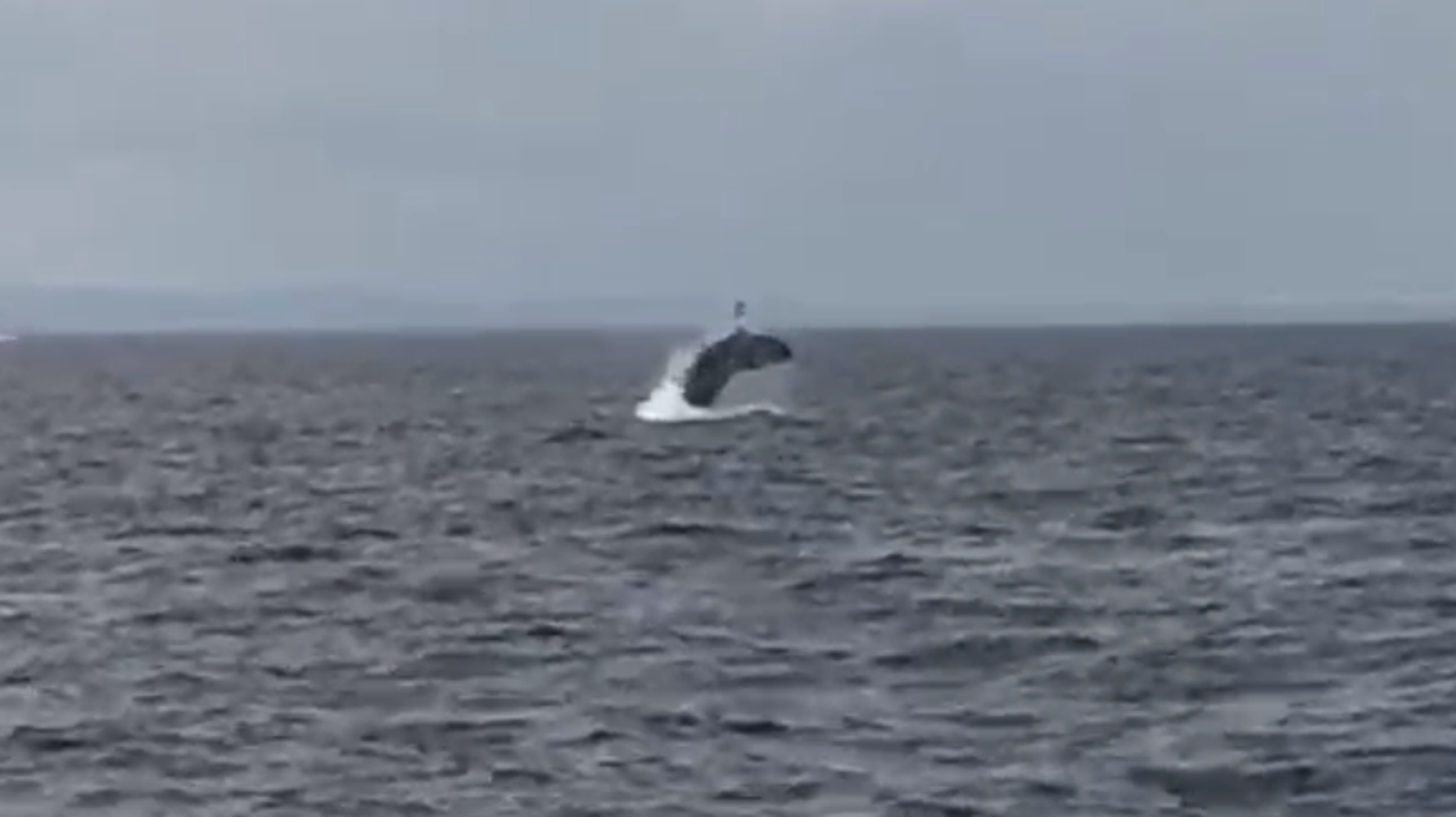 バッシャーン 東京湾で再びクジラが雄大なジャンプ 動画 ハフポスト